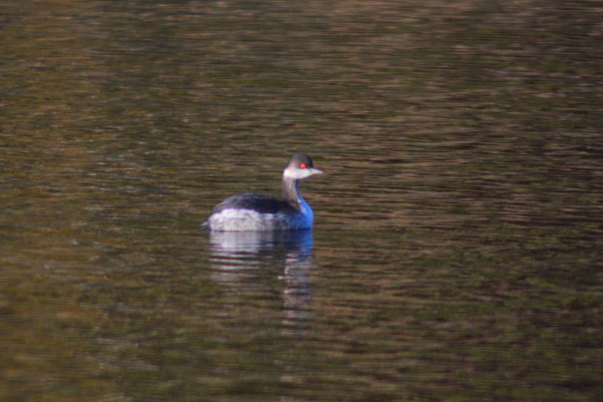 Eared Grebe - ML644517807
