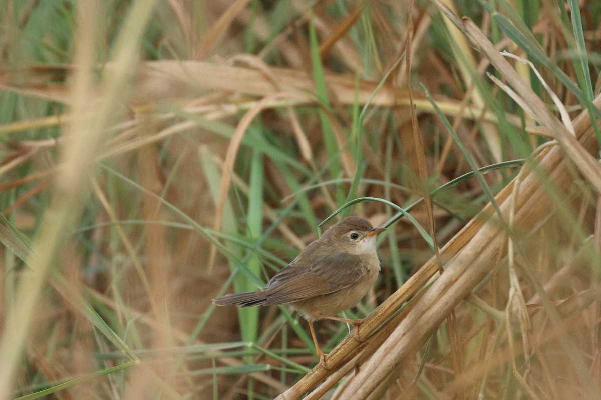 Siffling Cisticola - ML644517821