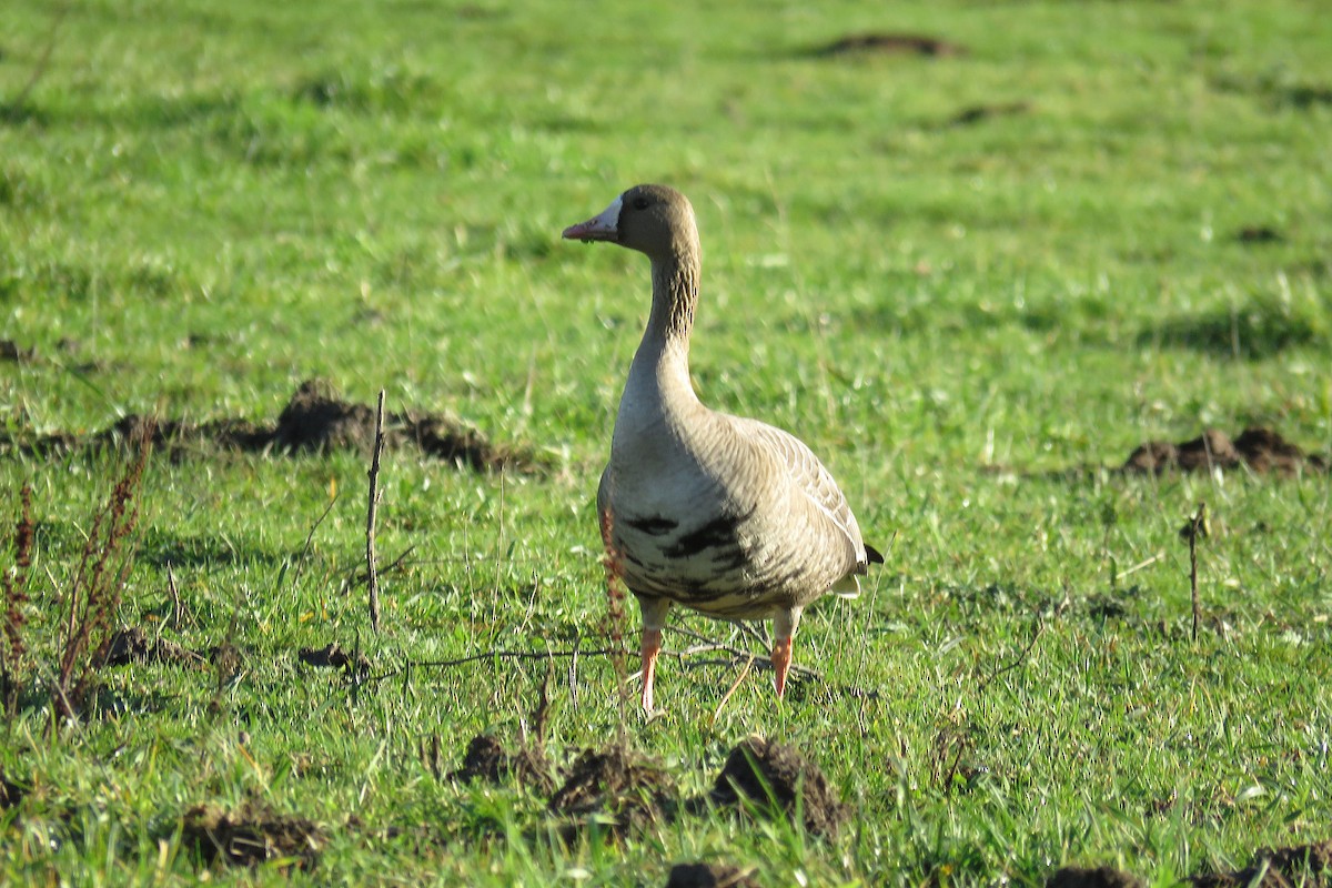 Манхин галуу - ML644517825