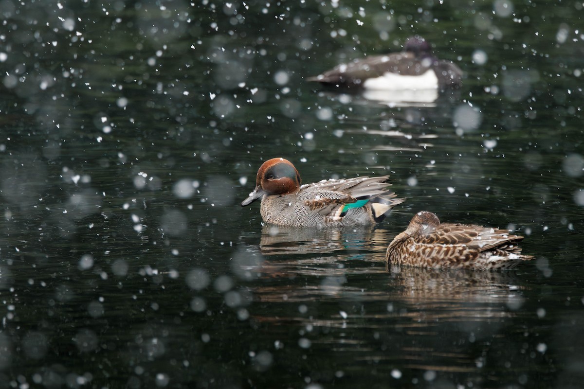 Green-winged Teal (Eurasian) - ML644517830
