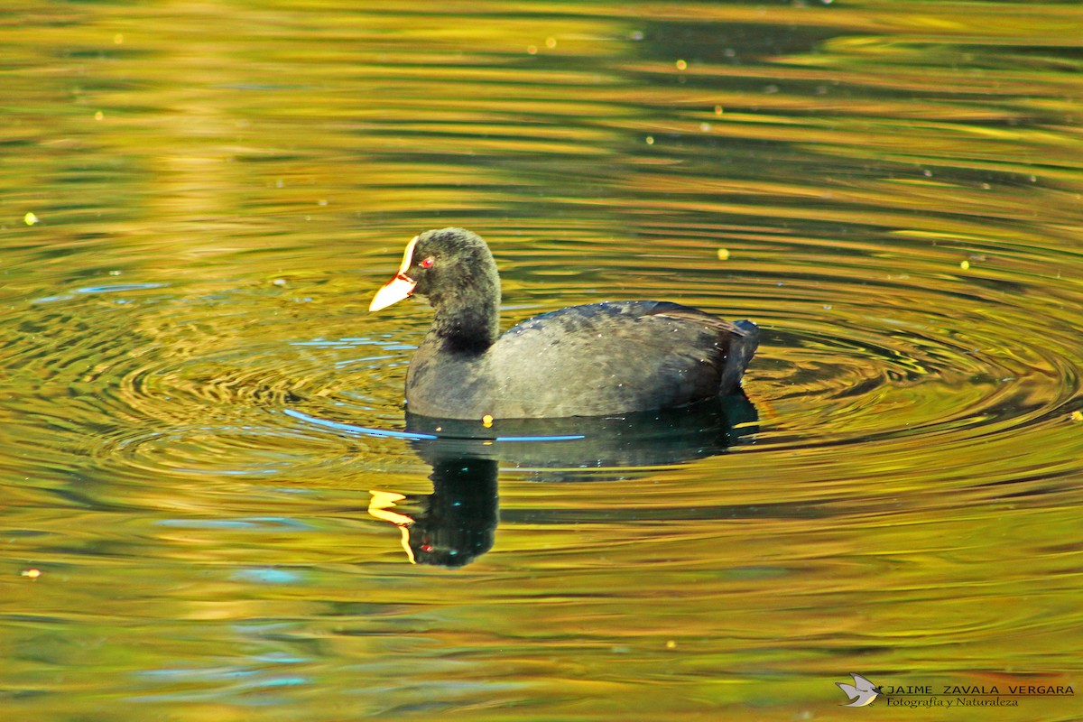 hosebåndsothøne - ML644517831