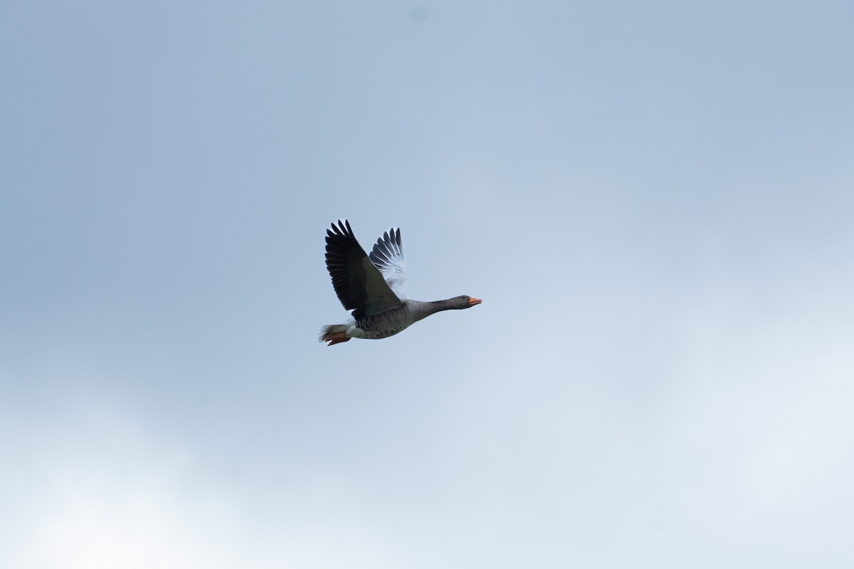 Graylag Goose - ML644517833