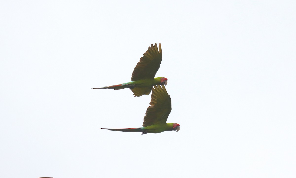 Great Green Macaw - ML644517834