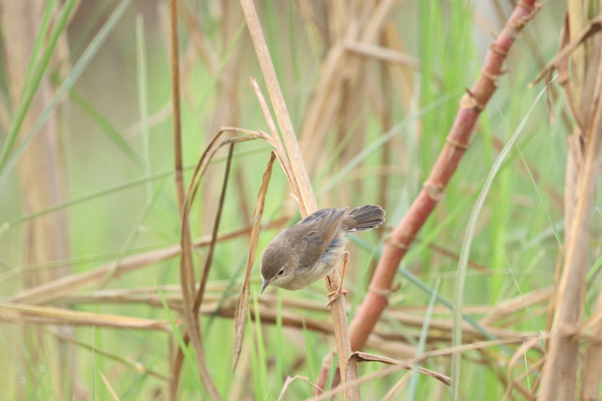Siffling Cisticola - ML644517839