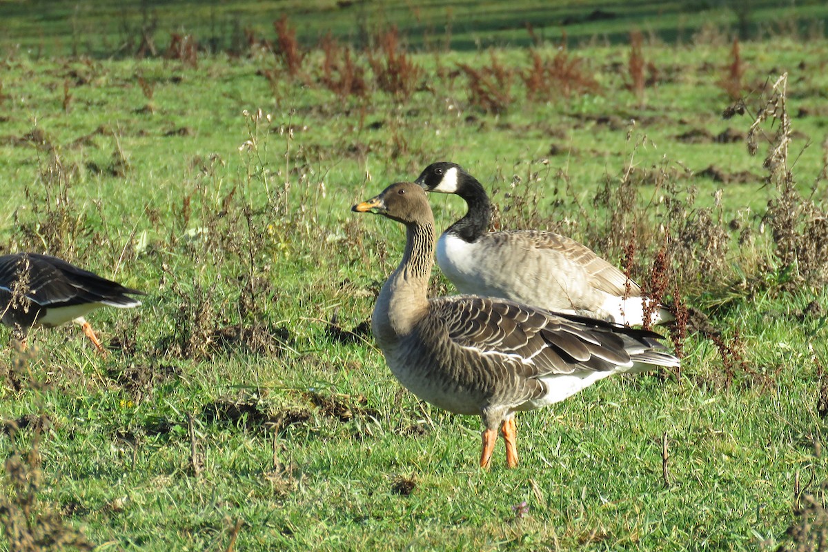 Тайгын буурал галуу - ML644517840