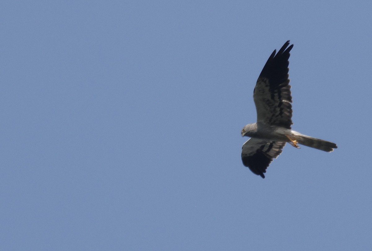 Montagu's Harrier - ML644517842