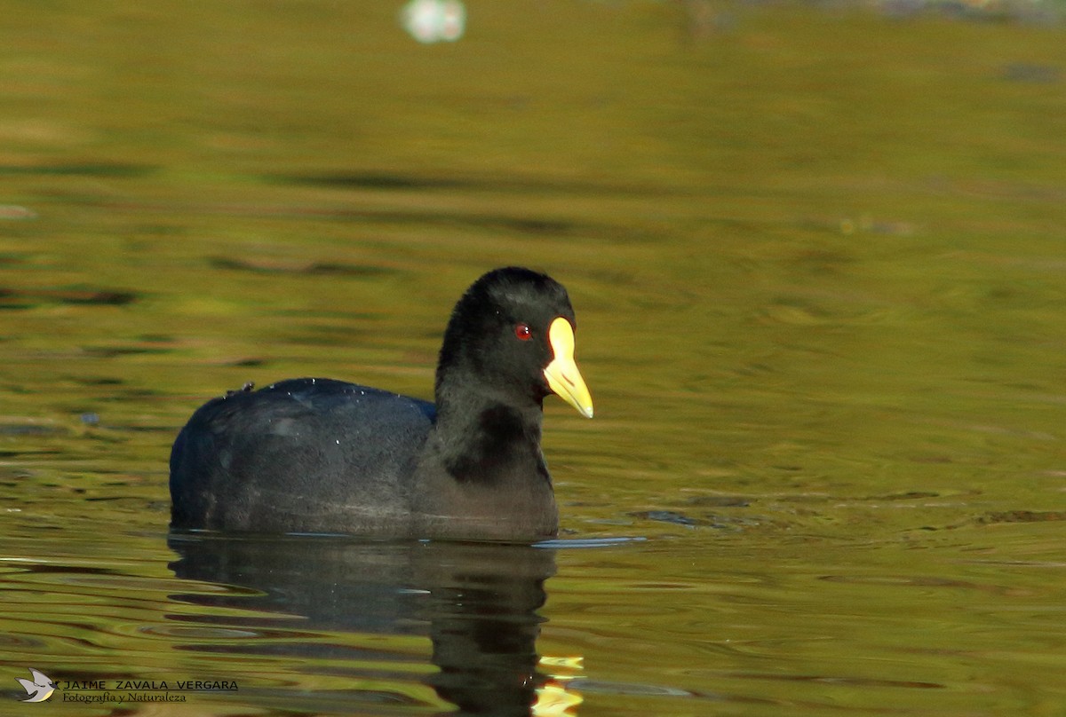White-winged Coot - ML644517845