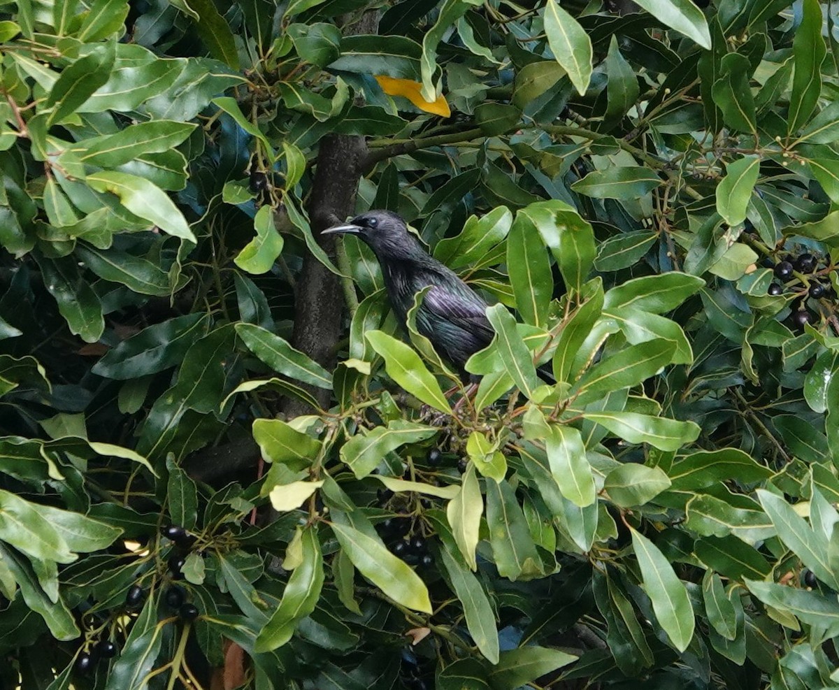 Étourneau unicolore - ML644517849