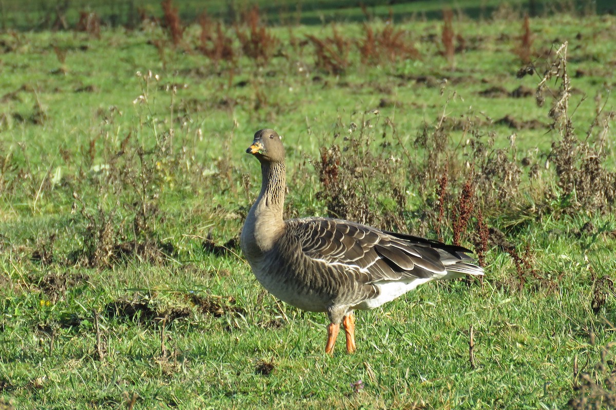Тайгын буурал галуу - ML644517851