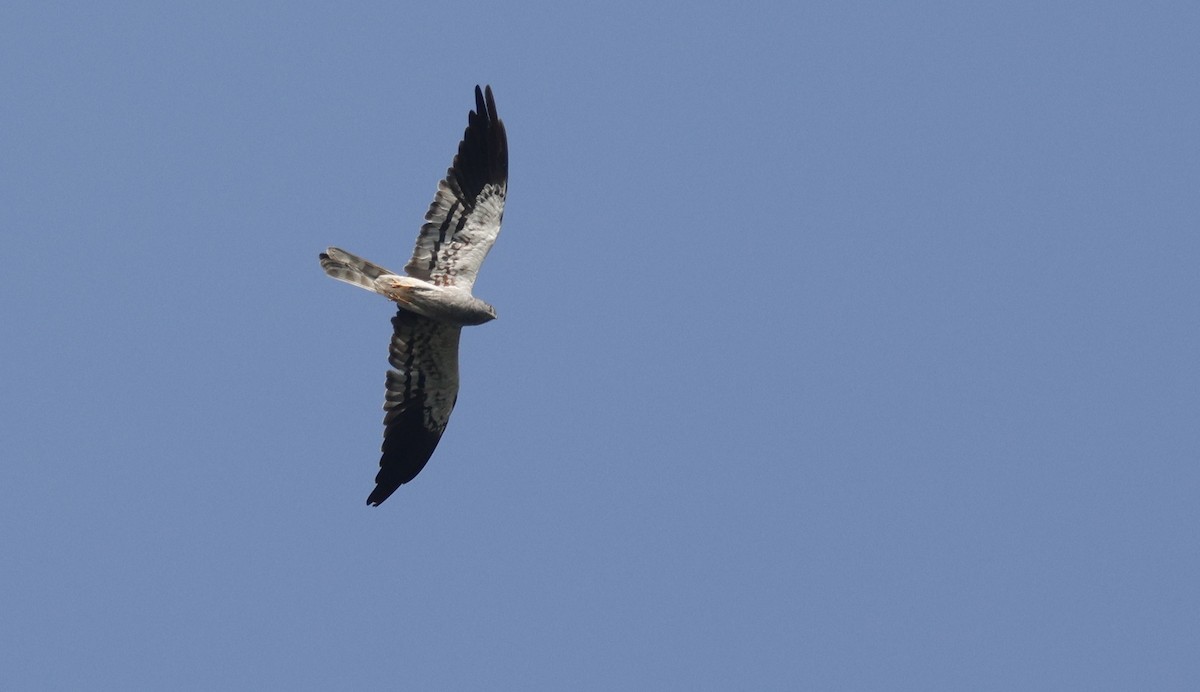 Montagu's Harrier - ML644517853