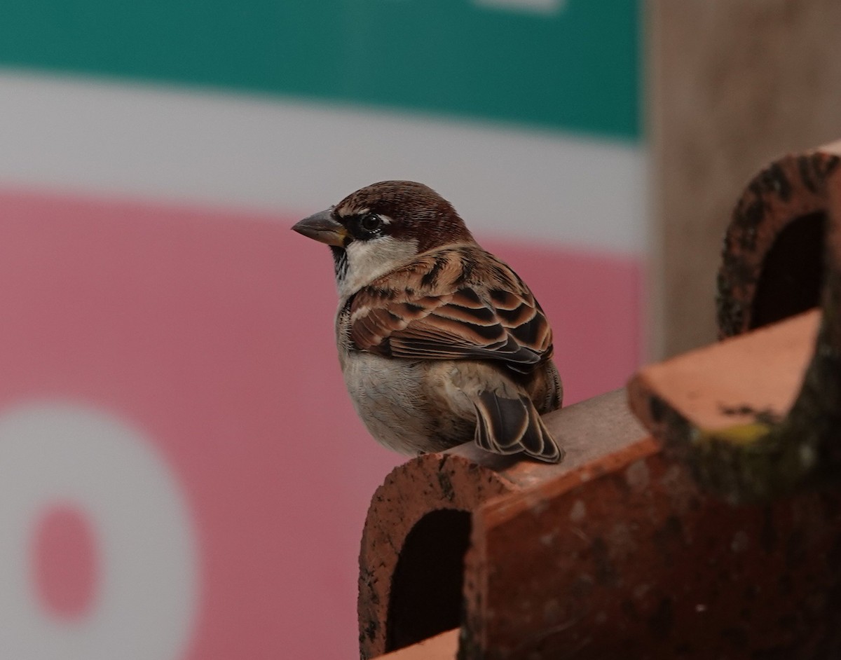 Passera d'Italia - ML644517854