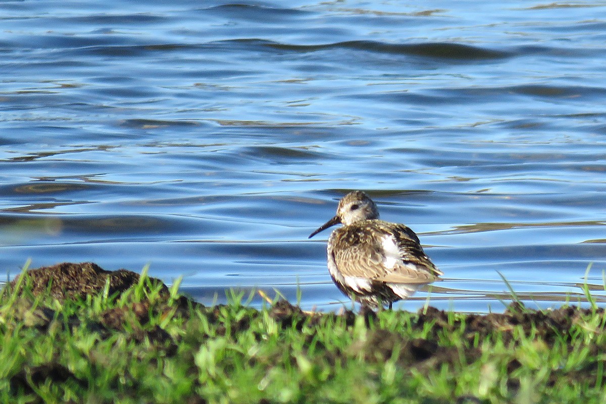 jespák obecný - ML644517857