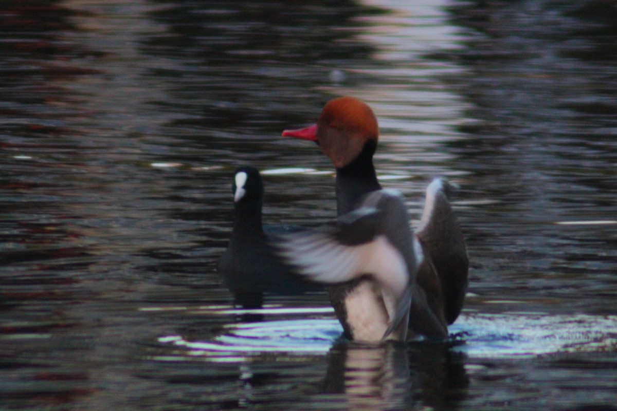 Red-crested Pochard - ML644517859
