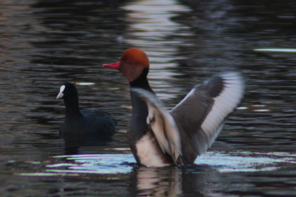 Red-crested Pochard - ML644517860