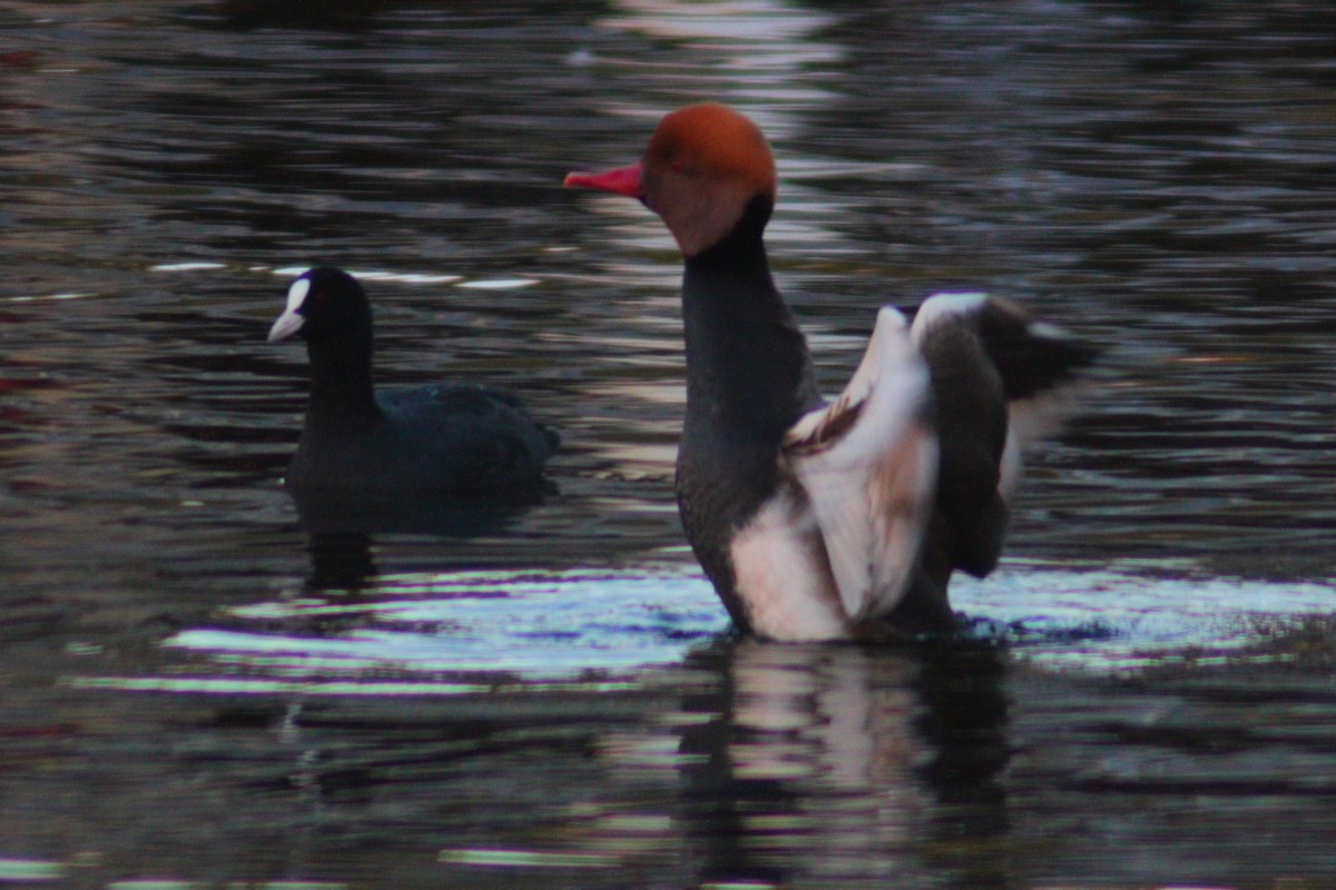 Red-crested Pochard - ML644517861