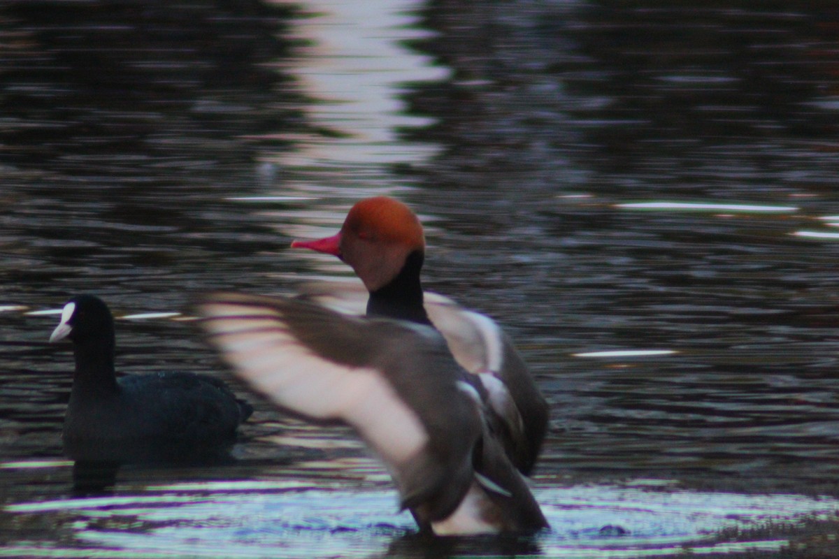 Red-crested Pochard - ML644517862