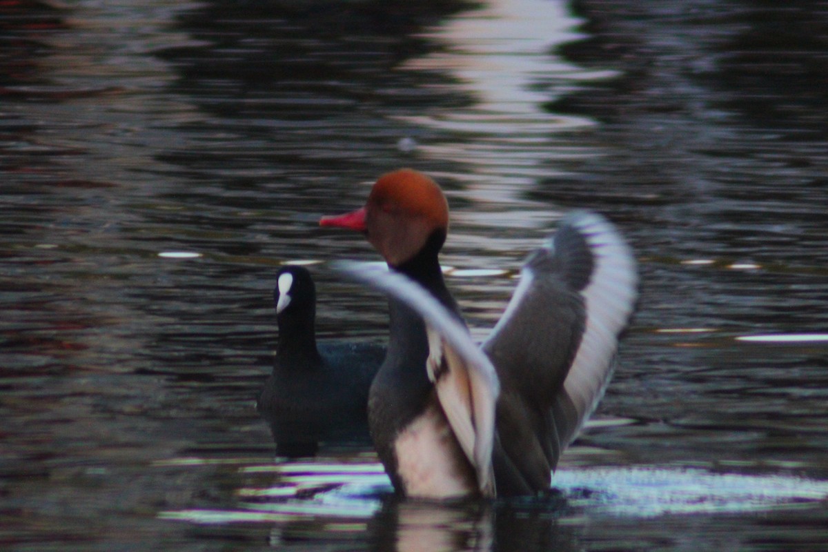 Red-crested Pochard - ML644517863