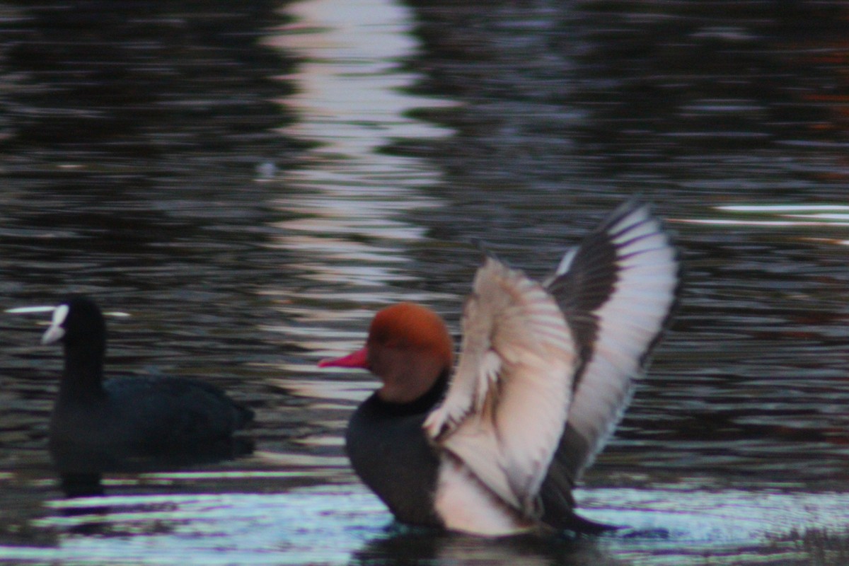 Red-crested Pochard - ML644517864