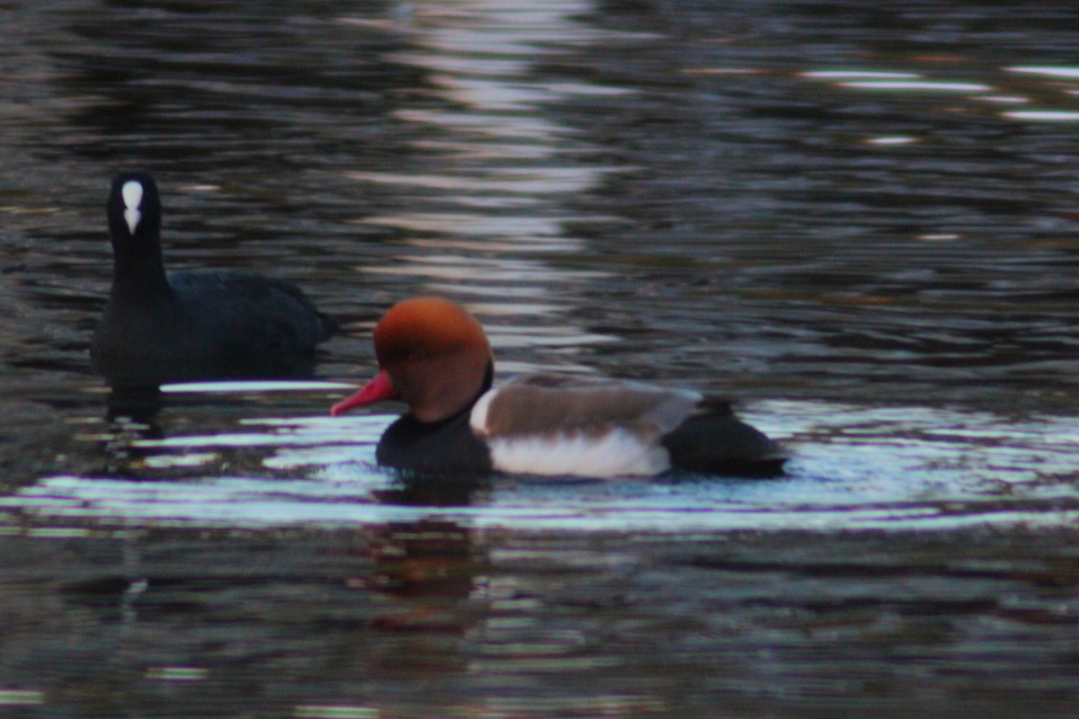 Red-crested Pochard - ML644517865