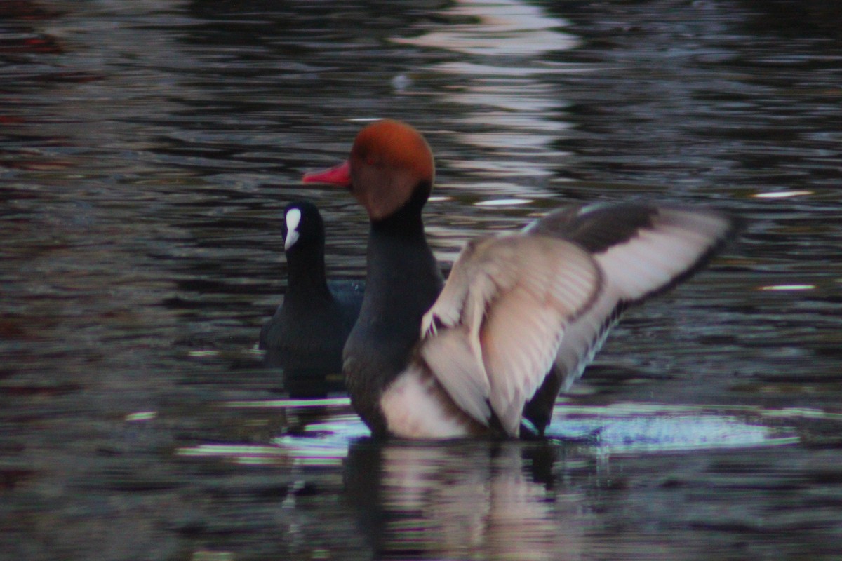 Red-crested Pochard - ML644517866