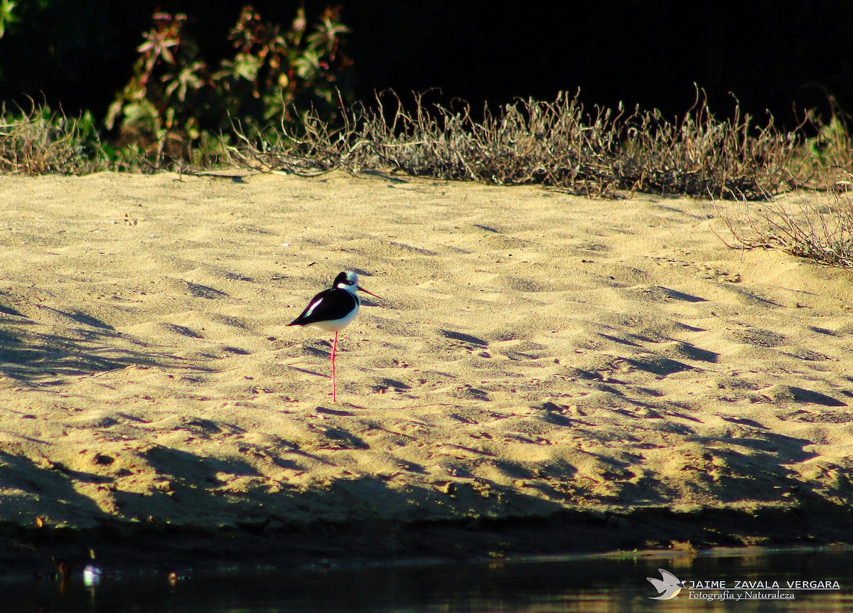 Black-necked Stilt - ML644517868