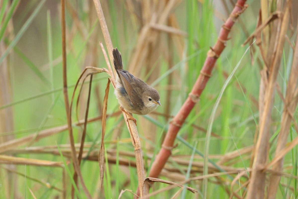 Siffling Cisticola - ML644517869