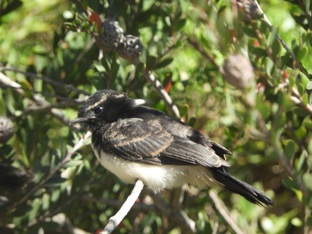 Willie-wagtail - ML644517870