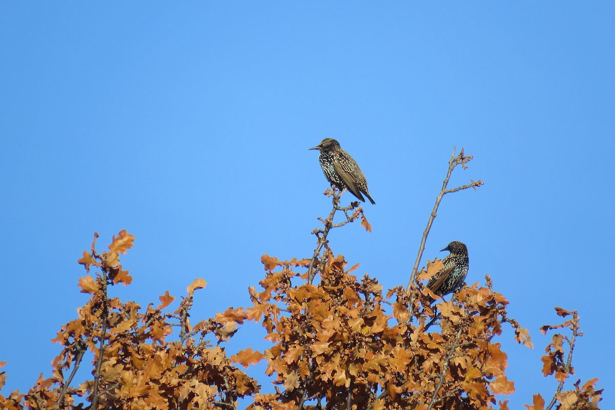 Хар тодол - ML644517873