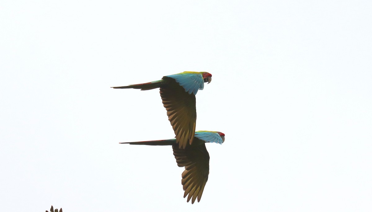 Great Green Macaw - ML644517876