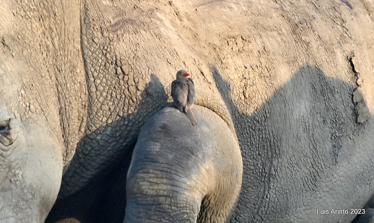 rødnebboksehakker - ML644517894