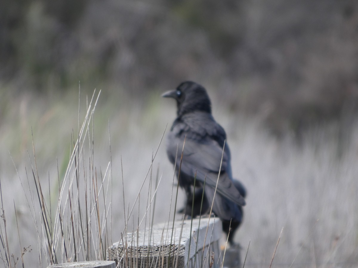 Grand Réveilleur - ML644517895