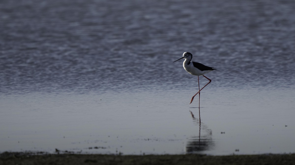 高蹺鴴 - ML644517933