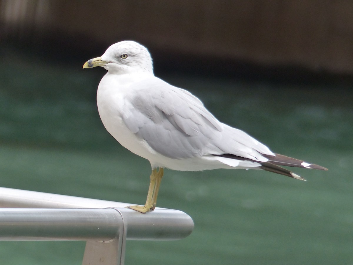 Делавэрская чайка - ML644517937