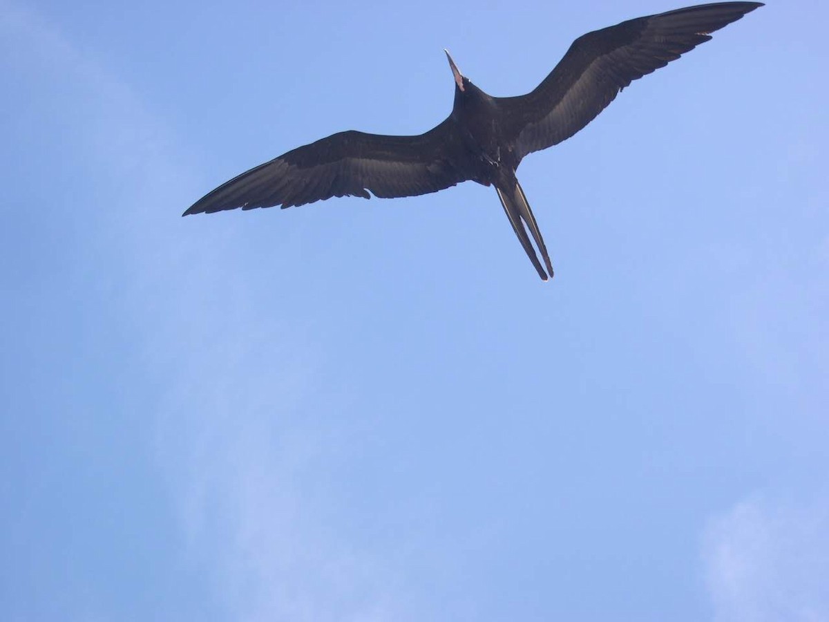 Magnificent Frigatebird - ML644517939