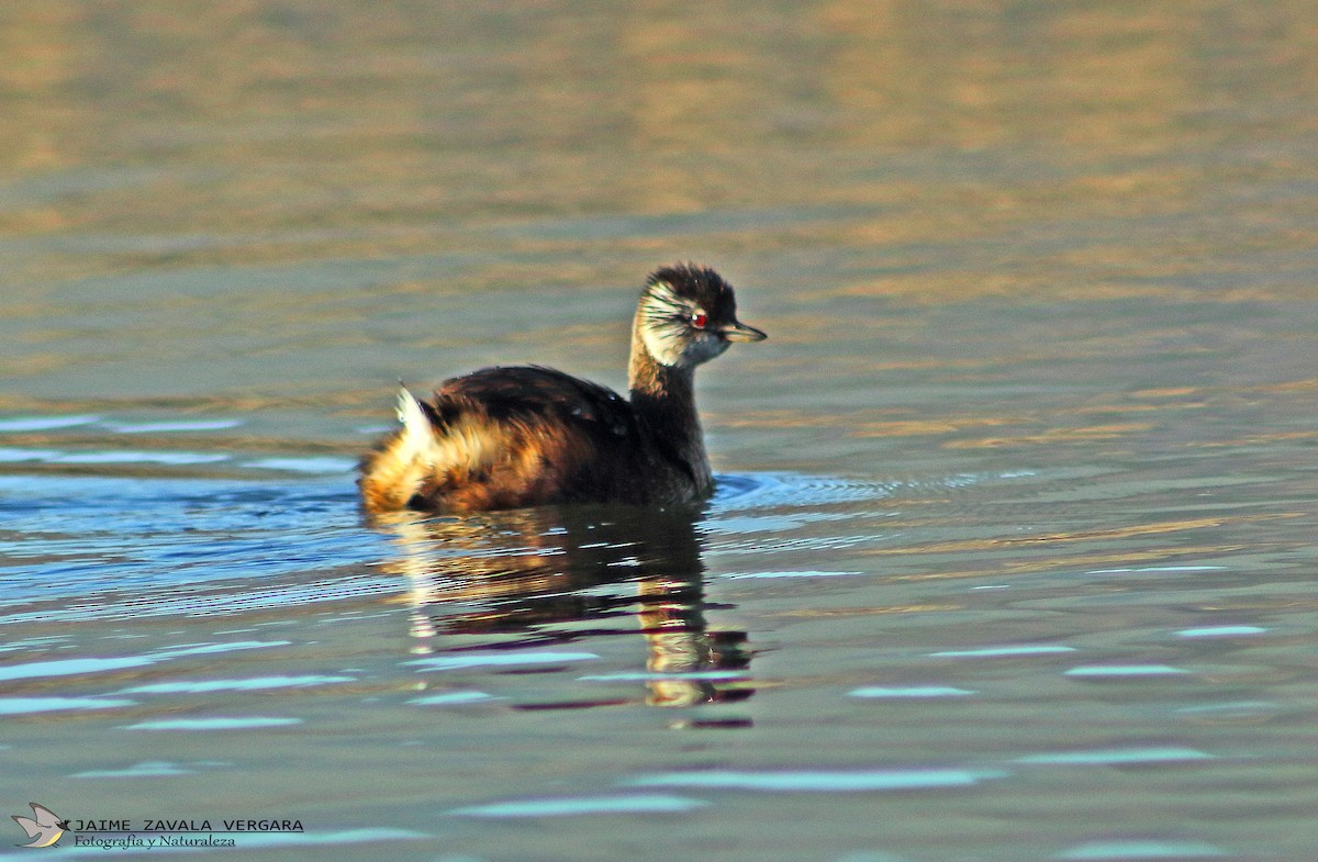 hvitøredykker - ML644517940