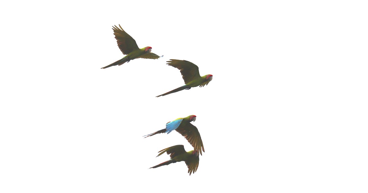 Great Green Macaw - ML644517943