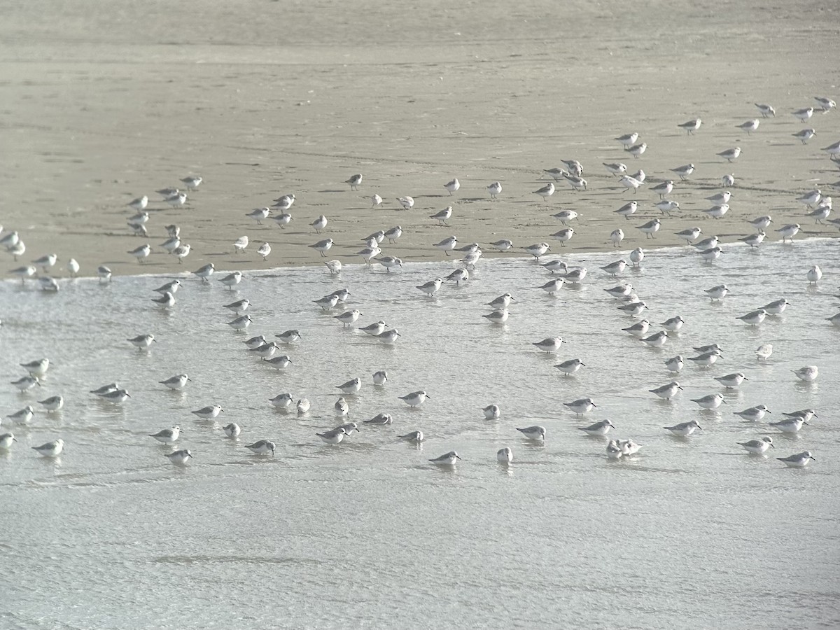 Bécasseau sanderling - ML644517944