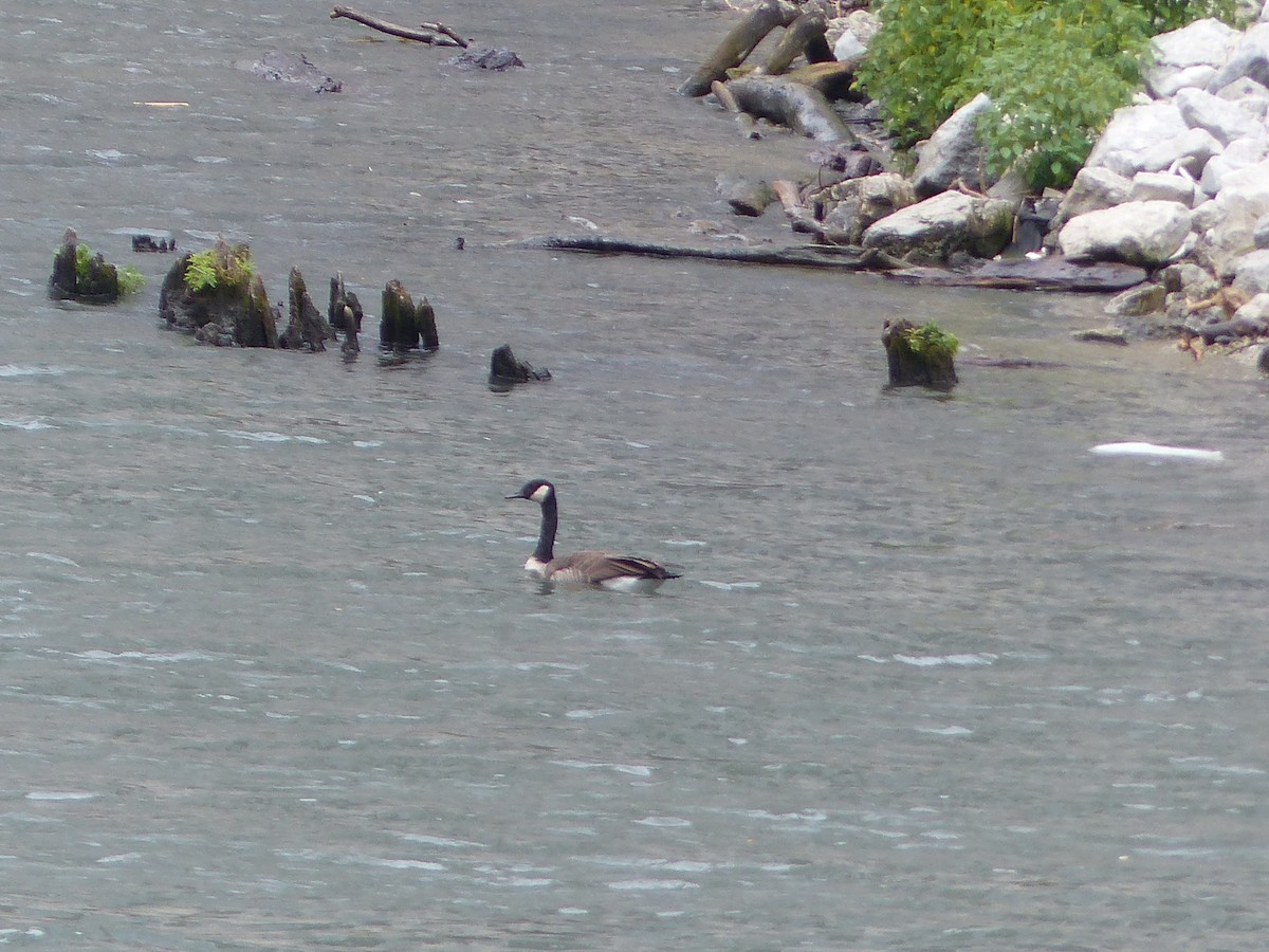 Канадская казарка - ML644517946