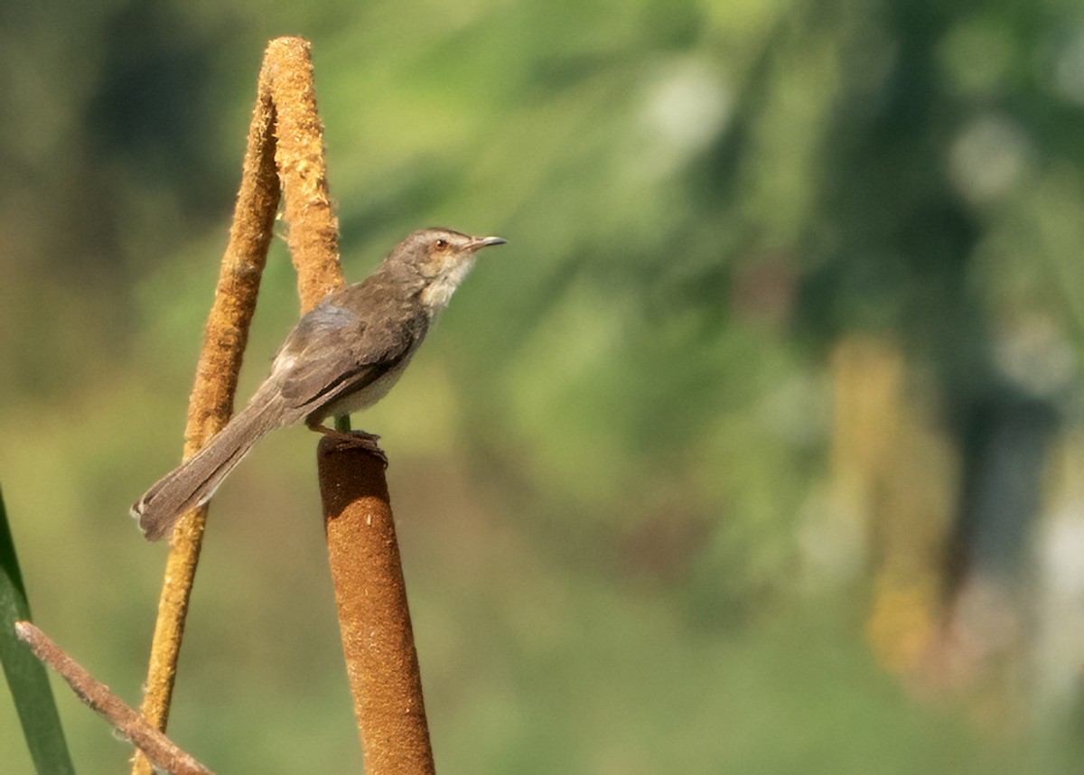 Plain Prinia - ML644517955