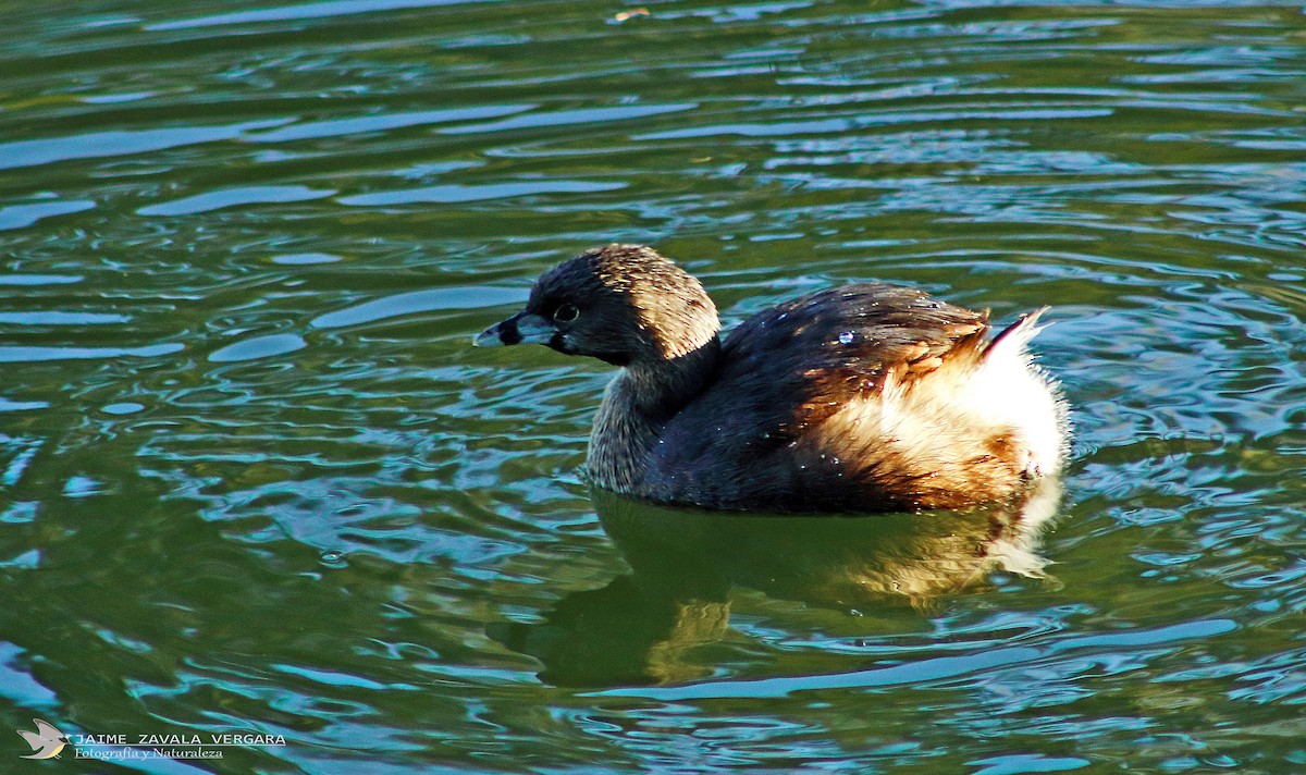 Pied-billed Grebe - ML644517956