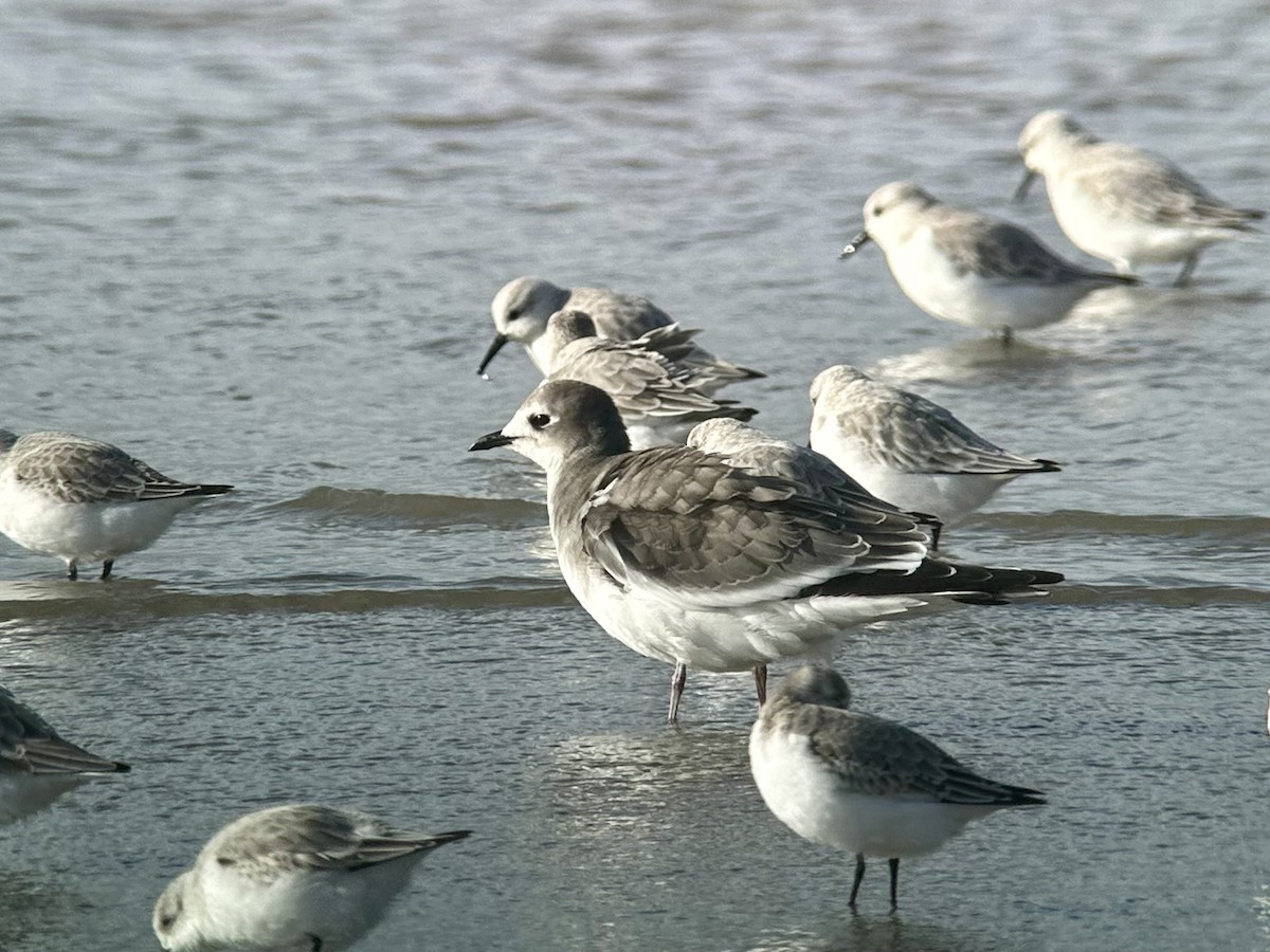 Sabine's Gull - ML644517957