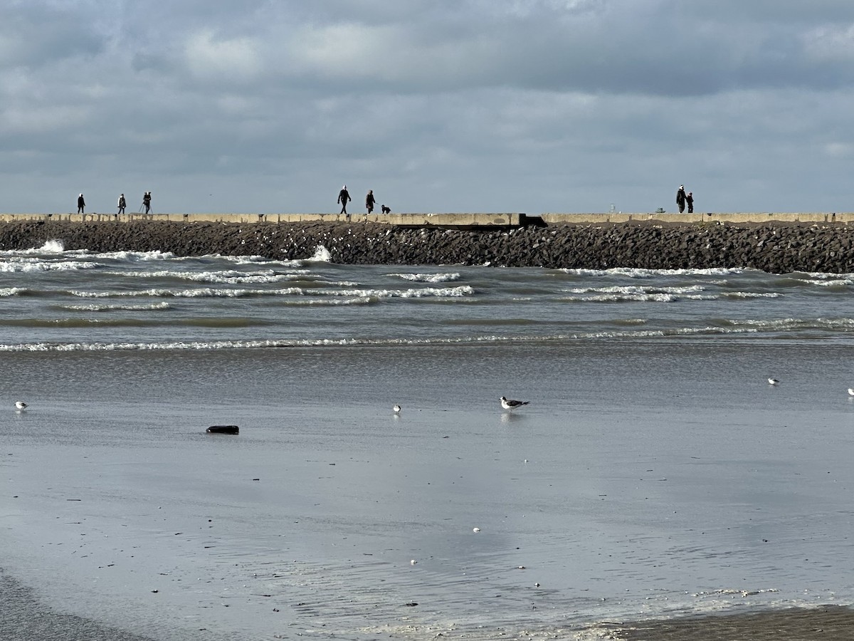 Sabine's Gull - ML644517958