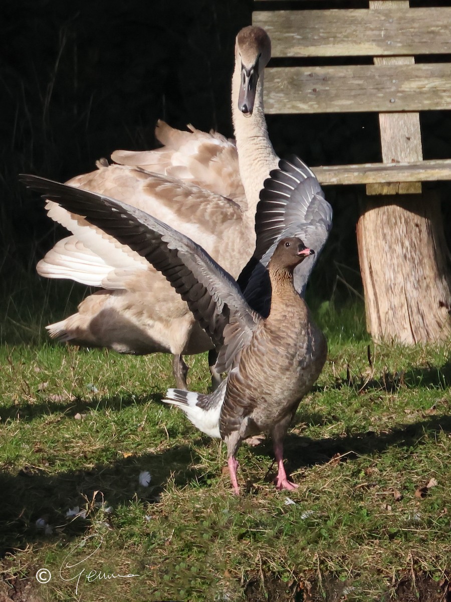 Pink-footed Goose - ML644517963