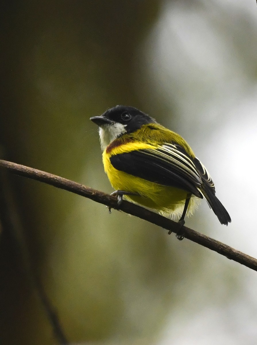 Golden-winged Tody-Flycatcher - ML644517964