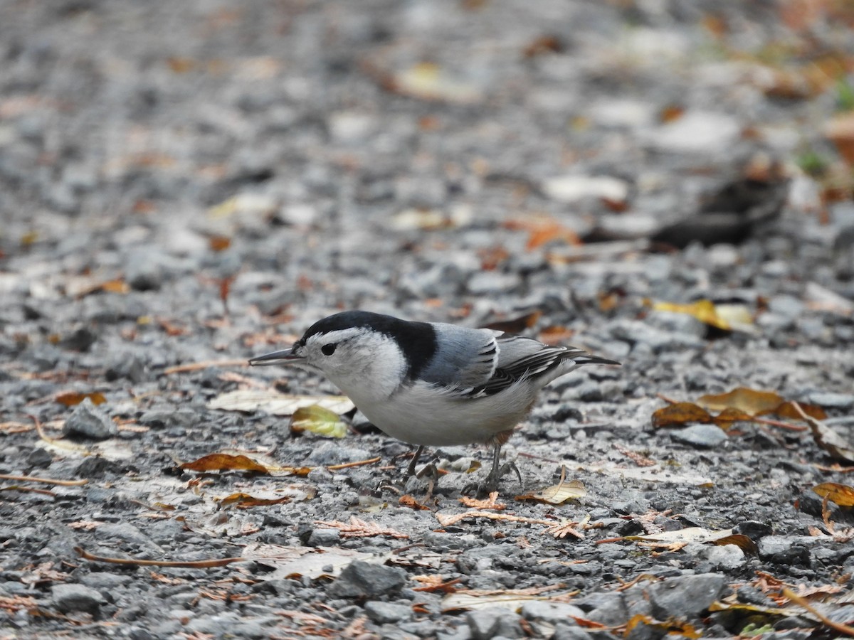White-breasted Nuthatch - ML644517966