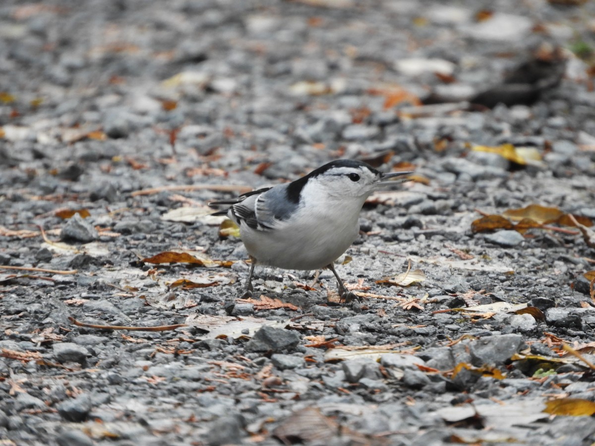 White-breasted Nuthatch - ML644517968