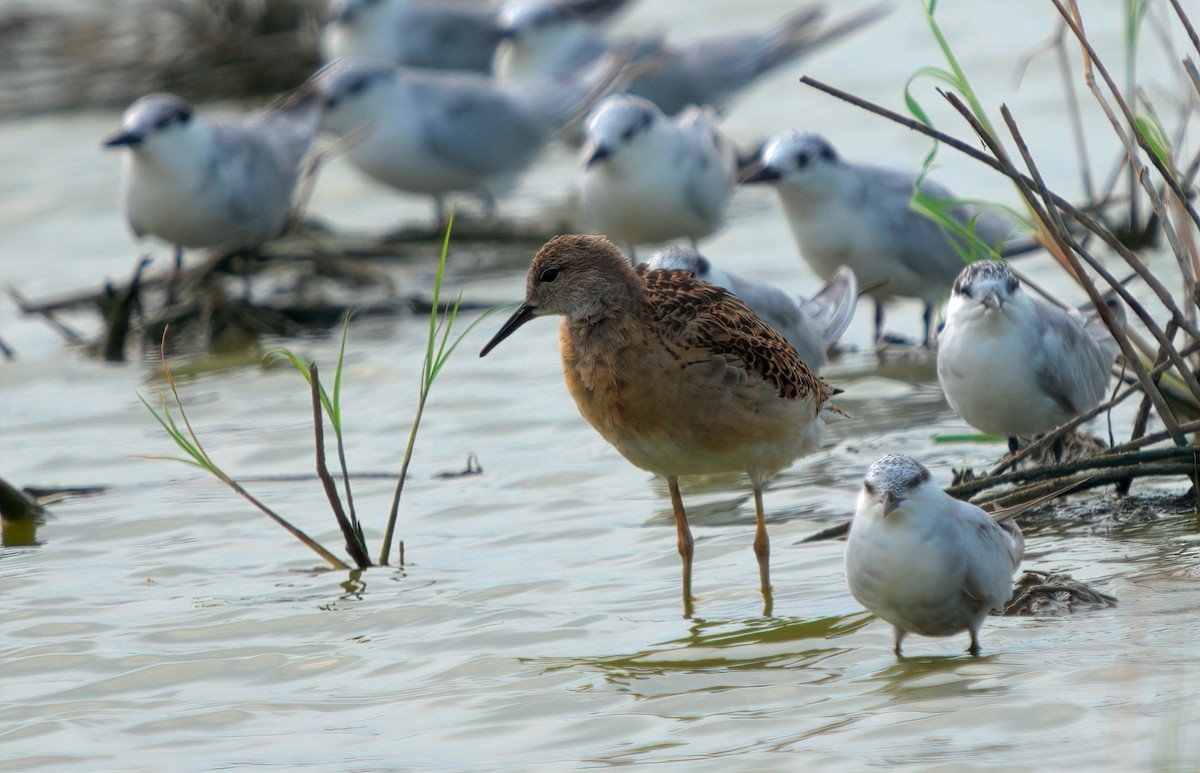 Ноцоо элсэг - ML644517972