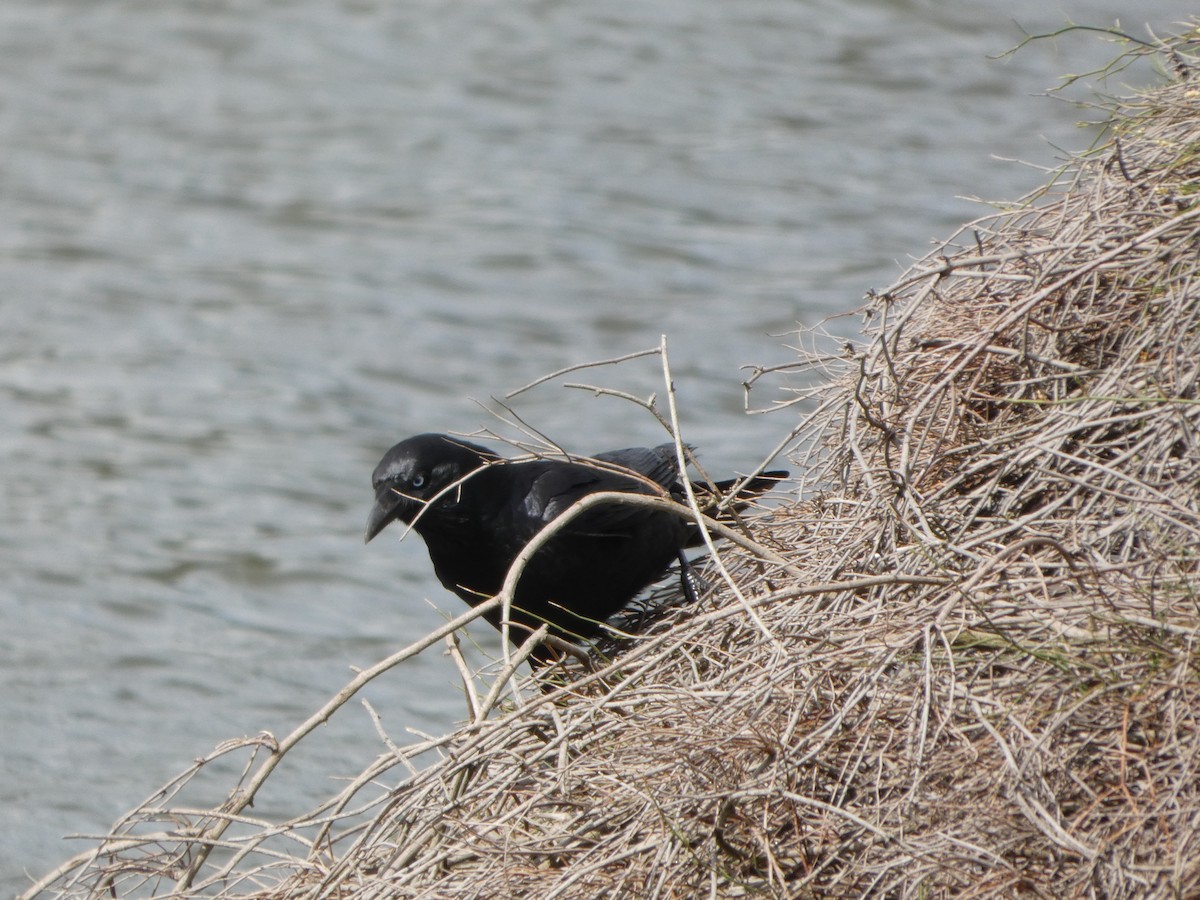 Petit Corbeau - ML644517973