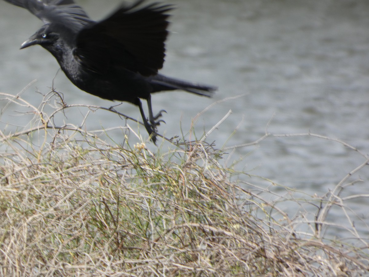 Petit Corbeau - ML644517974