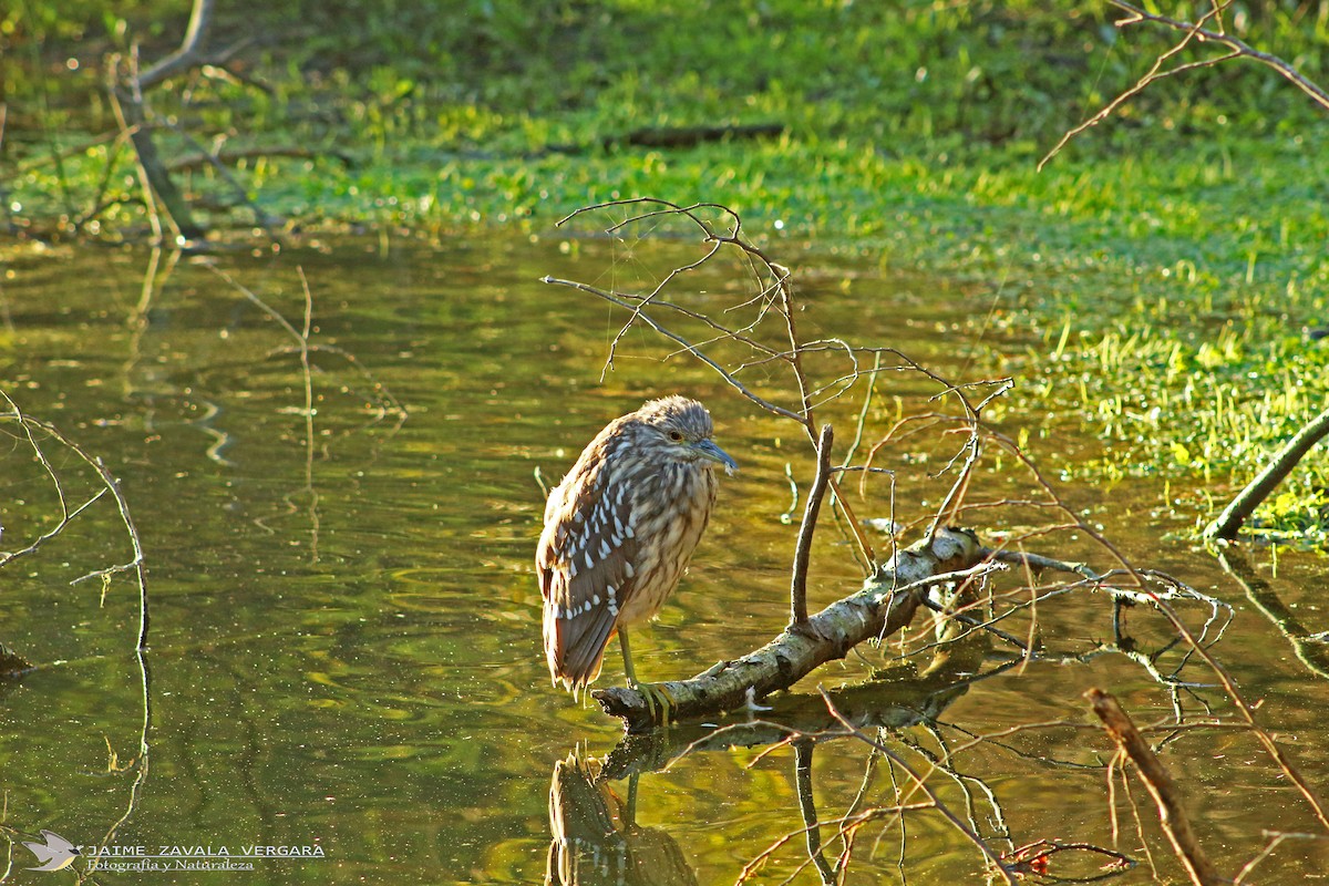 Black-crowned Night Heron - ML644517977